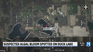 Suspected algal bloom spotted on Duck Lake