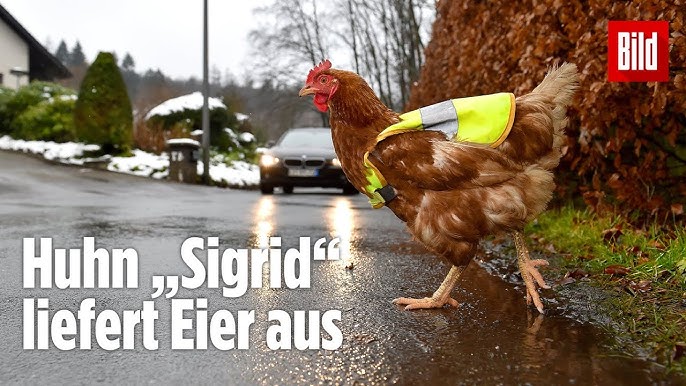 Huhn Polly trägt Warnweste - Sicherheit für Eier 