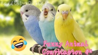 Funny Animal Compilation #2 ≈ Cute Animals ≈ MaddielynDehCat