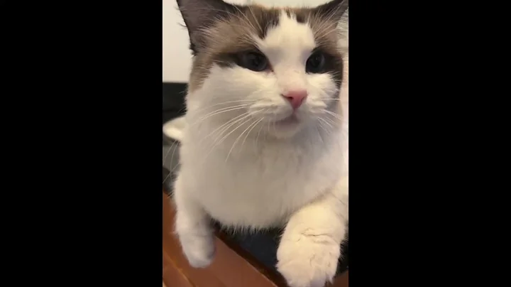 Video 7977481: cat meow beautiful, cats meow baby, cat meow cute, cat food