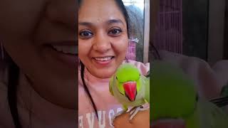 Cute talking parrot Mittu excited to see Mommy 💖 #talking #parrot #mittu #singing #bird