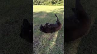 20140517 Ruby Play On The Ground