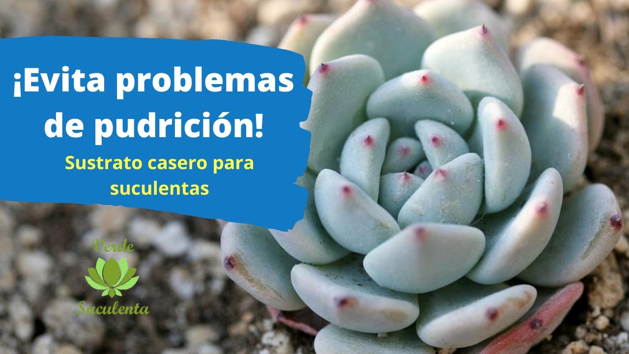 Cómo preparar tierra para suculentas.