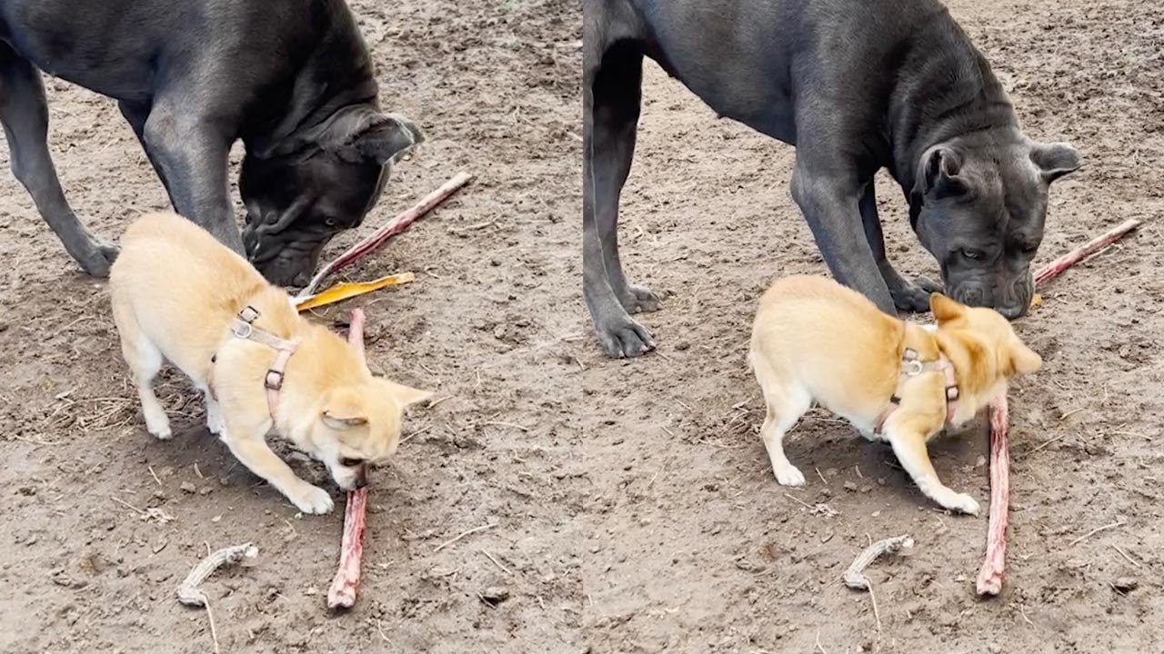 Dog Fights! - Chug vs. Chihuahua 