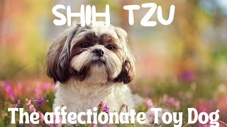 Shih Tzu : The Affectionate Toy Dog