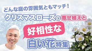 どんな庭の雰囲気ともマッチ！クリスマスローズの寄せ植えと好相性の白い植物特集