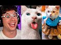 Los ANIMALES más GRACIOSOS de TikTok!! (Intenta no reir Gatos y perros muy divertidos risas XD LOL)