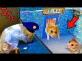 Rescue police pets maze with traps hamster  in hamster king