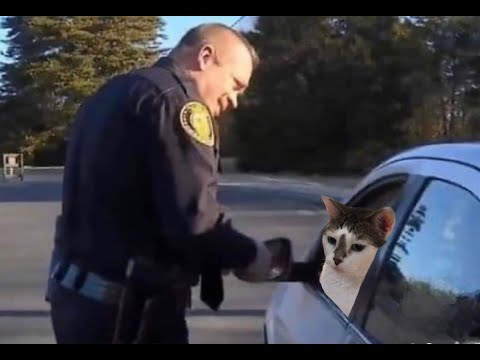 😺 Коты - нарушители законов! 🐈 Смешное видео с котами и котятами для хорошего настроения! 😸