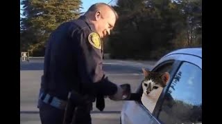 😺Cats are law breakers! 🐈 Funny video with cats and kittens for a good mood! 😸