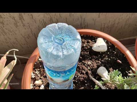 Self Watering Plants