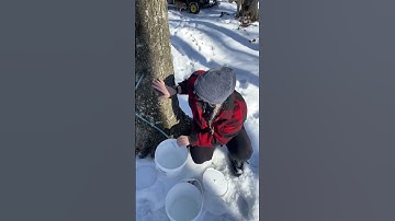 Collecting Maple Sap to make Maple Syrup at the homestead