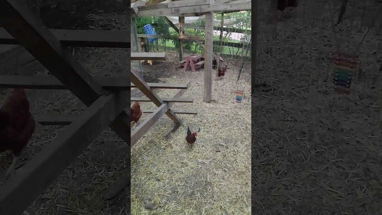 Compost Pile Mayhem Chickens On The Hunt 