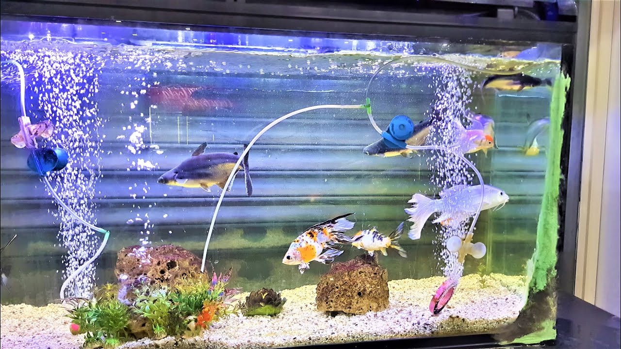 Beautiful Colourful Fishes (Fish Aquarium) - YouTube