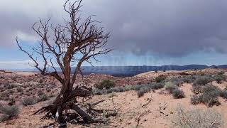 Stock Video - Single tree in the sandy Escalante desert with stormy skies