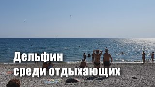 Опасная охота дельфина на рыбу рядом с купающимися. Пляжи Крыма. #Shorts