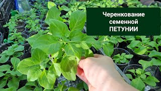 ЧЕРЕНКОВАНИЕ ПЕТУНИИ ИЗ СЕМЯН. САМЫЙ ЛУЧШИЙ СПОСОБ РАЗМНОЖИТЬ РАСТЕНИЕ.