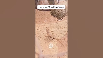 #القارئ_عبدالرحمن_احمد ❤🥺 #اكسبلور #المصحف #تلاوات_خاشعة