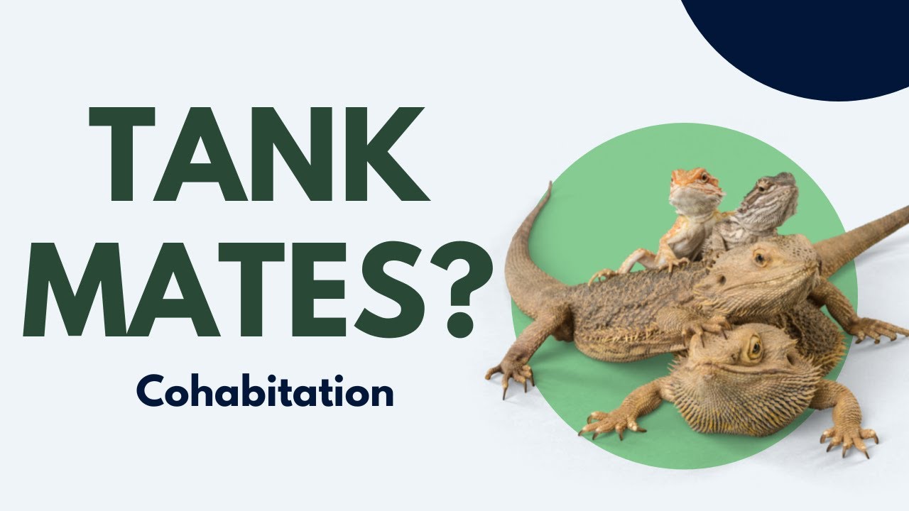 Can Bearded Dragons Cohabitate? - ABDRAGONS