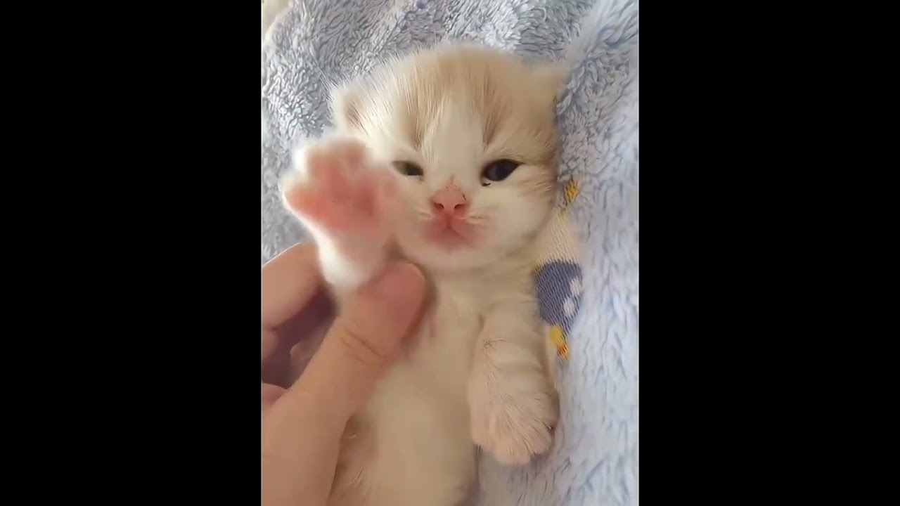 Kitten Sisters' Playful Adventures - Daily Fun with Cute Kittens!