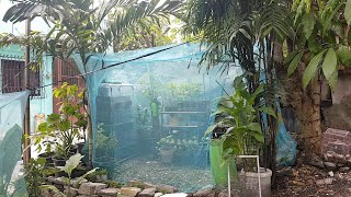 Update na rin sa aking mini greenhouse. my pechay is growing! ang
monggo plants ay malapit ng magbunga. kangkong ready to harvest na.
nagdagdag din ako n...