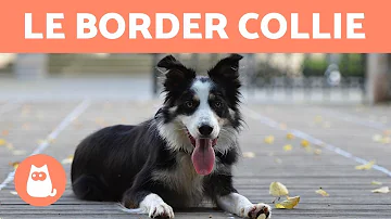 Est-ce que le Border Collie aboie beaucoup ?