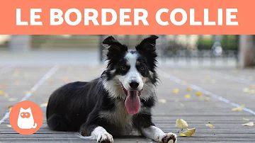 Comment reconnaître un vrai Border Collie ?