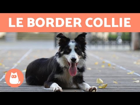 Vidéo: Votre guide pour les couleurs du manteau Border Collie