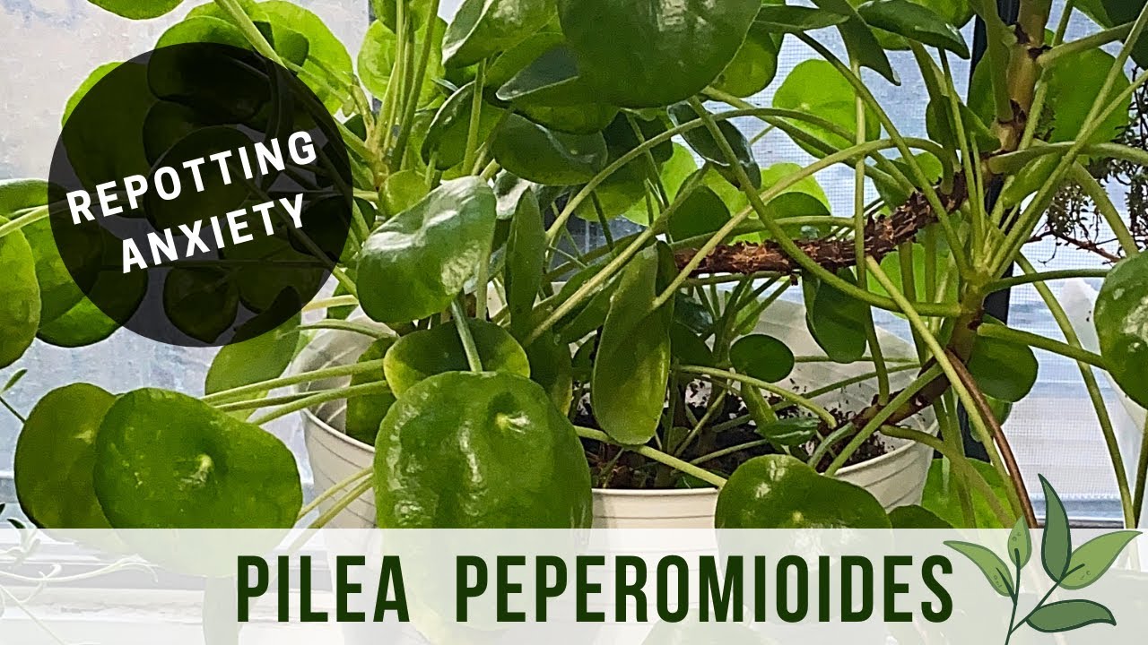 Repotting Pilea Peperomioides (Chinese Money Plant) YouTube