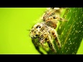 Super Close Up Macro Photography Tutorial with Canon PowerShot SX60 HS & Raynox DCR-150