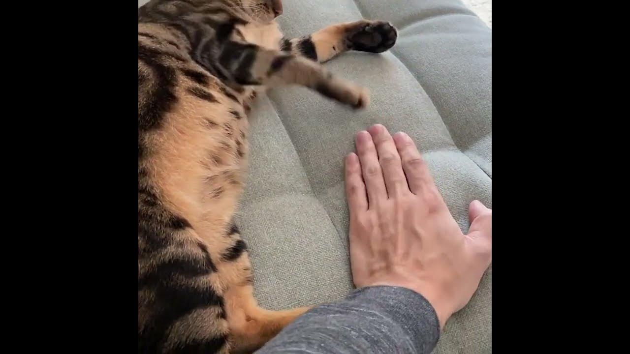 Cat Loses Temper - YouTube