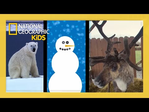 Tis the Season! 🎁 | Funny Holiday Clips and Compilation | ‪@natgeokids
