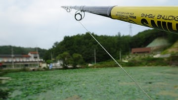 Câu cá lóc - lure cá lóc khủng 4kg ở hồ sen