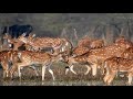 Spotted Deer Of Keoladeo National Park | Rajasthan