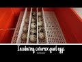 Putting Coturnix Quail eggs into the incubator