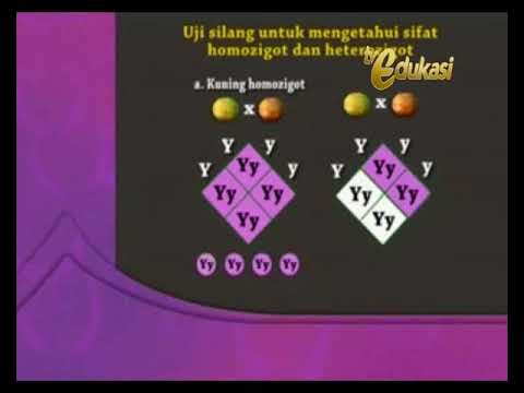 BIOLOGI SMA HUKUM MENDEL 4