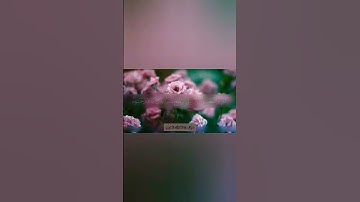 تلاوة خاشعة بصوت خاشع وشجي🌿||معاذ العيد||قرآن كريم||حالات واتس اب