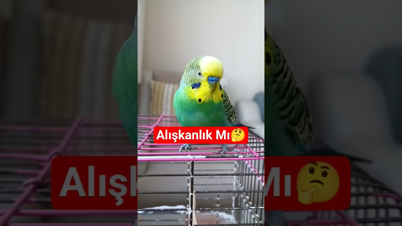 muhabbet kuşlarının Tek Ayak Üzerinde Uyumaları? #MuhabbetKuşu #KuşDavranışı #DoğaMucizesi #shortsv