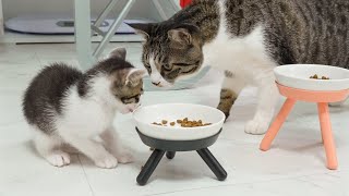 What Happens When the Rescued Kitten Eats the Big Cat's Food Secretly │ Episode.92