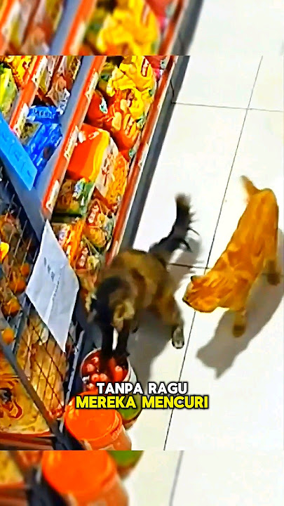 Cat Invites His Friend to Steal in the Store🐱🐈