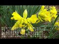 昭和の歌3992#おんなの運命  殿様キングス