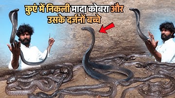 😲 लाइव रेस्क्यू: कैसे पकड़ी गई मादा अजगर अपने पूरे परिवार के साथ | Murliwale Hausla rescue