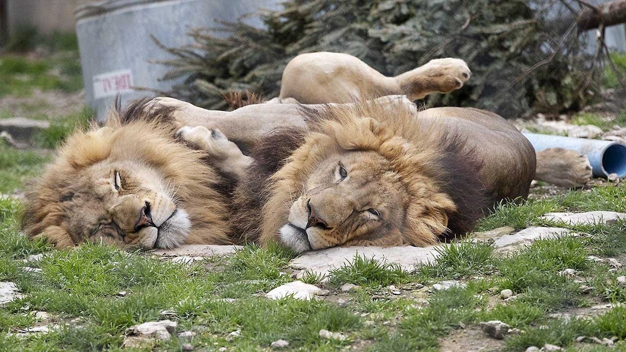 Turmoil At The Austin Zoo YouTube