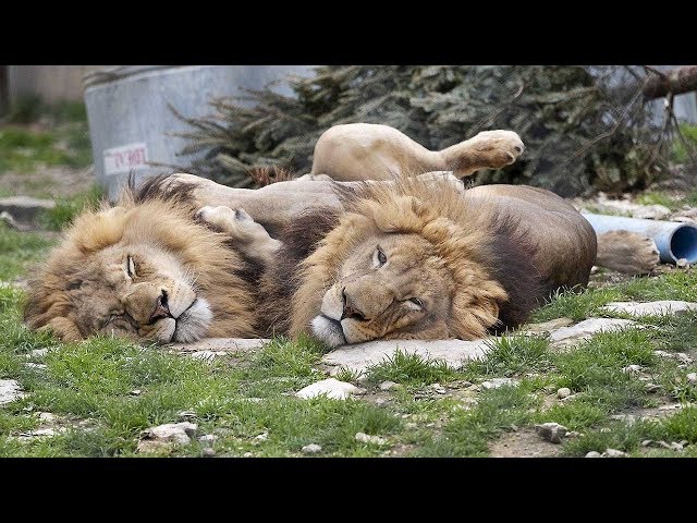 Caregivers At Texas Zoo Claim Animals Are Being Mistreated News Middletown Transcript Middletown De