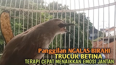 Trucuk BETINA memanggil Jantan Suara Birahi Ngecuplik 100% pancingan trucukan gacor agar BUNYI EMOSI