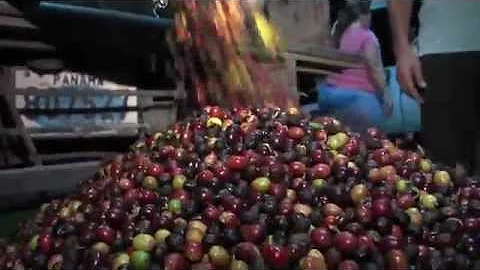 "Coffee Milling In Panama" by Dan Slack
