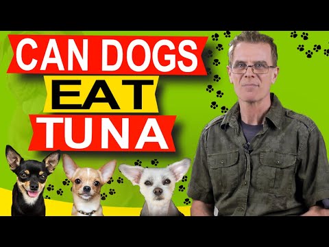 Can dogs eat tuna?