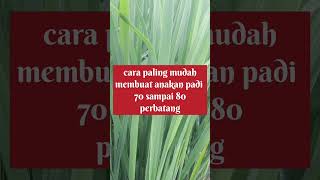 anakan padi anda sedikit pkai cara ini anakan bisa 70sampai 80 per batang dengan sekali pupuk