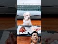 कुत्ता को चिकननहीं मिला #pets #funny #sort #dog