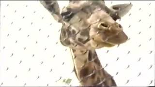 Treehouse Tv Commercial Break Part 2